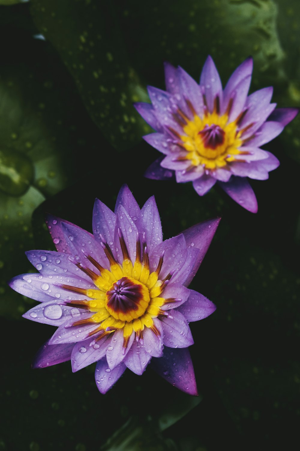 purple flower on green leaves