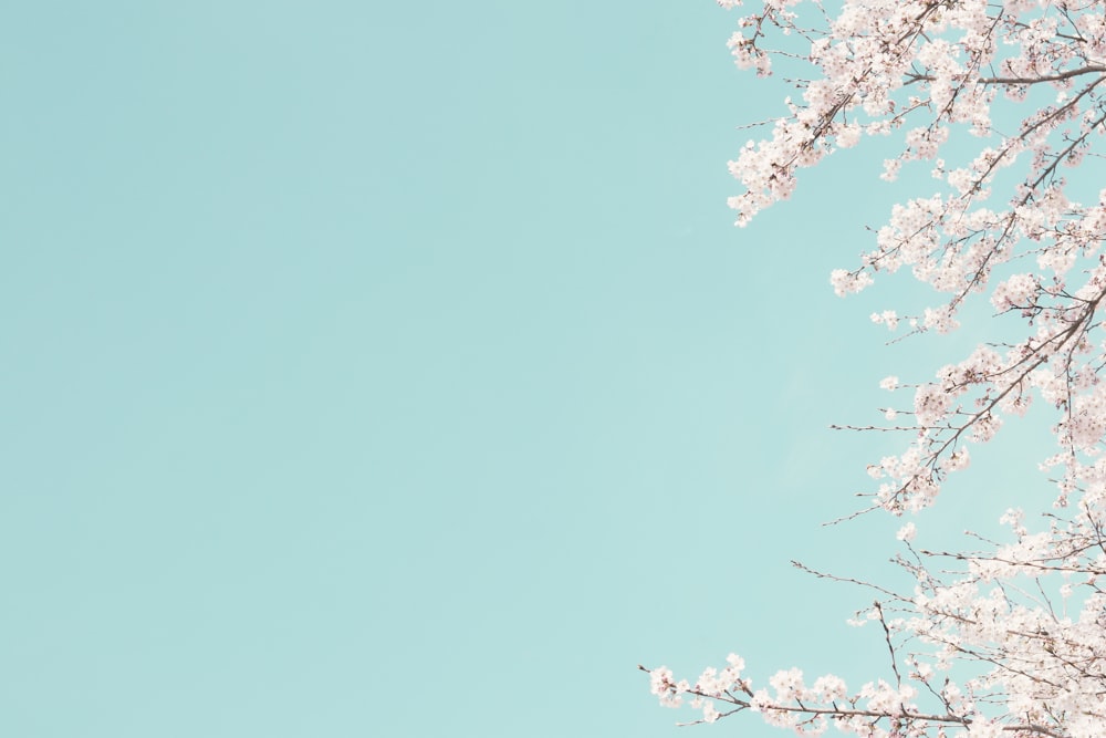 green tree under blue sky during daytime