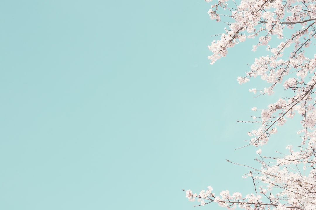 green tree under blue sky during daytime, For commercial use https://help.unsplash.com/en/collections/1463188-unsplash-license Cherry blossom<p></figure>