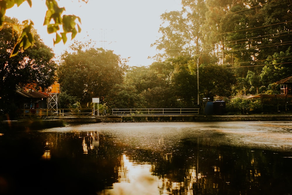 green trees beside river during daytime