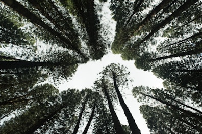 low angle photography of green trees during daytime