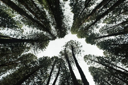 low angle photography of green trees during daytime