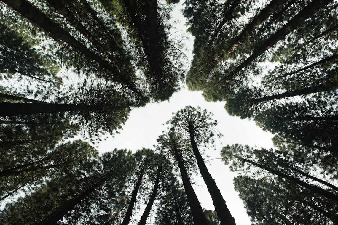 Douglas Fir: A Pillar of Pacific Northwest Reforestation