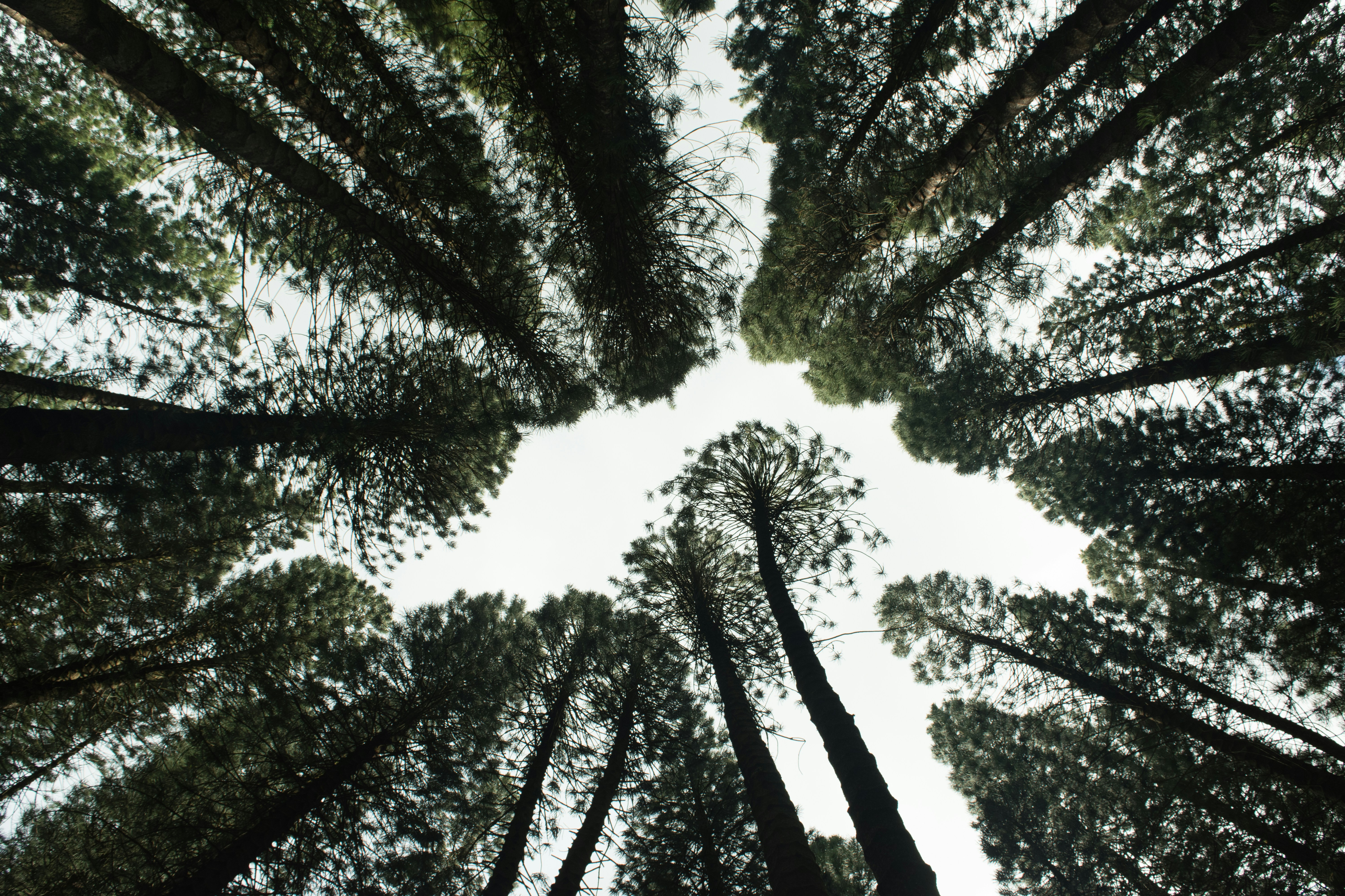 Turning A New Leaf: Combatting Global Warming Through Reforestation