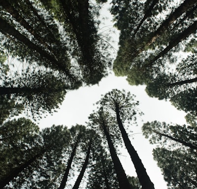 low angle photography of green trees during daytime