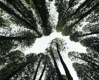 low angle photography of green trees during daytime