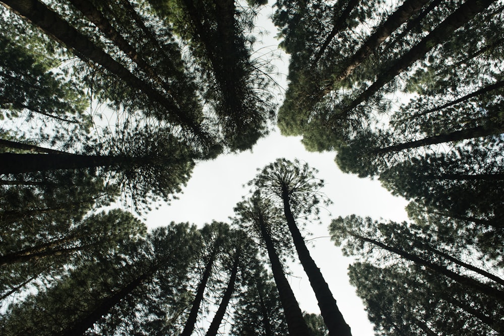 Photographie en contre-plongée d’arbres verts pendant la journée