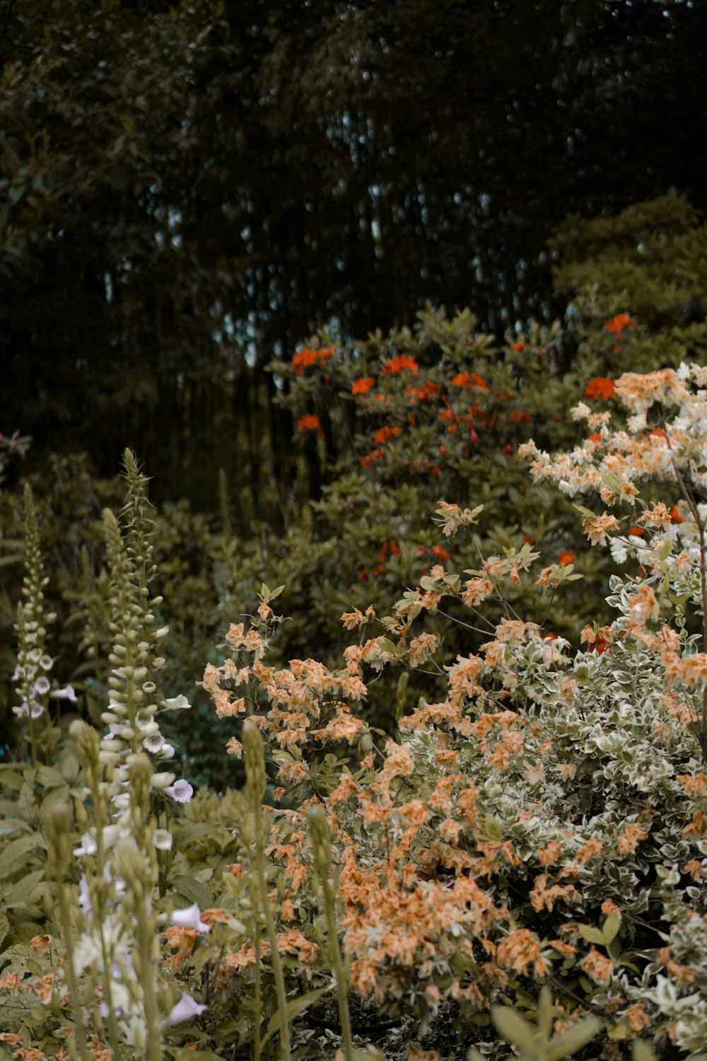 white and red flowers in forest during daytime