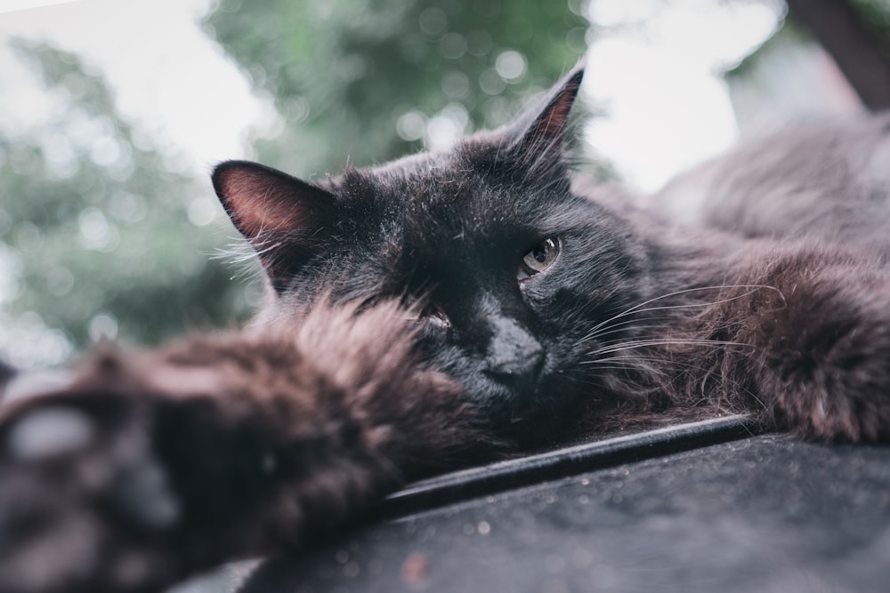 black cat lying on black surface