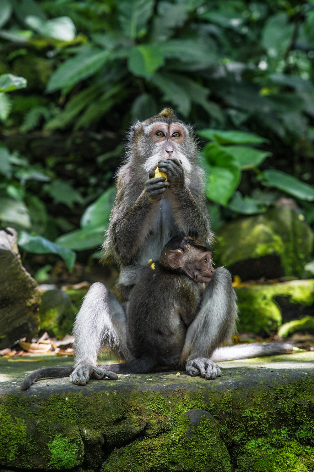 brown monkey sitting on tree branch during daytime