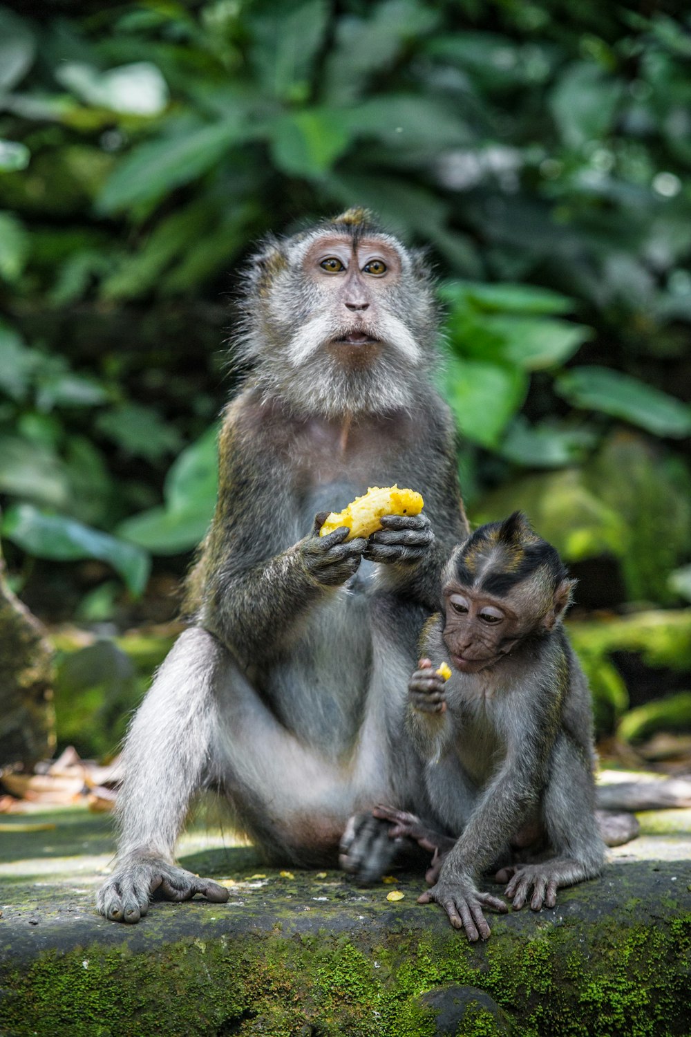 brown monkey eating banana during daytime