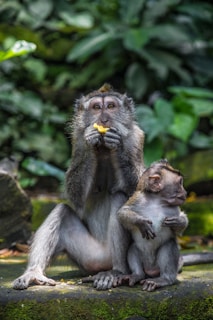 brown monkey sitting on rock during daytime