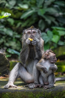 brown monkey sitting on rock during daytime