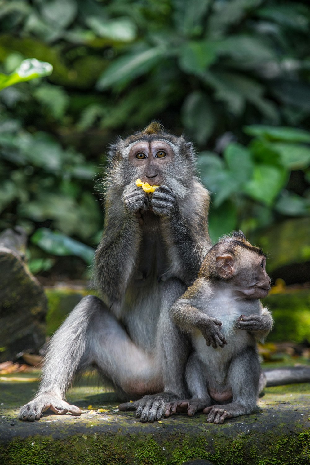 macaco marrom sentado na rocha durante o dia