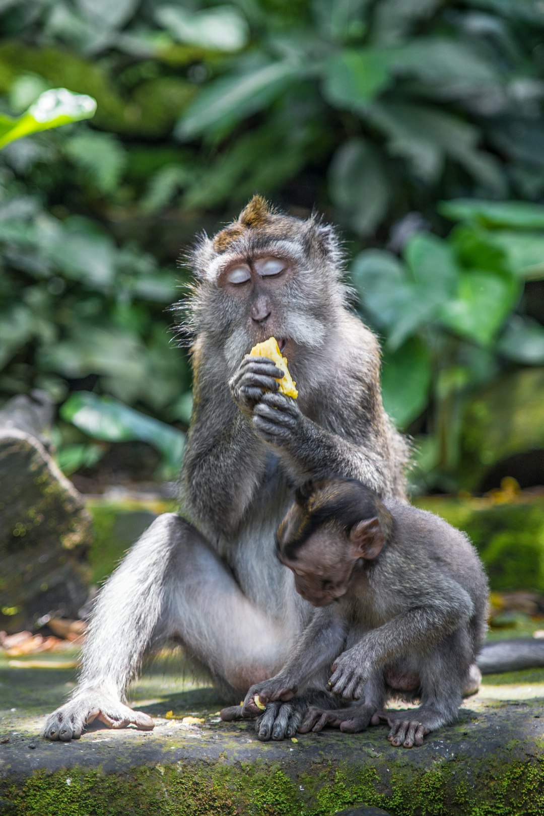 Wildlife photo spot Sacred Monkey Forest Sanctuary Bali