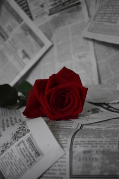 A vibrant red rose is placed on a backdrop of scattered newspapers, creating a striking contrast between the colorful flower and the monochrome background. The petals of the rose are detailed and rich in texture, while the newspapers feature various articles and advertisements in black and white.