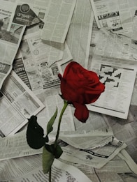 A vibrant red rose is placed against a background of scattered newspaper pages. The delicate, velvety petals of the rose stand out in stark contrast to the monochrome text and images on the newspapers, creating a striking visual element.