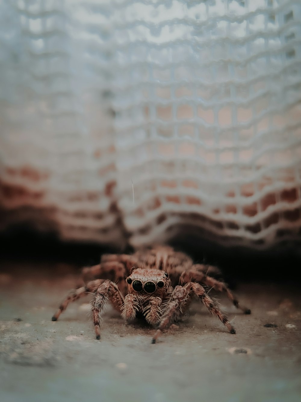 brown spider on white textile