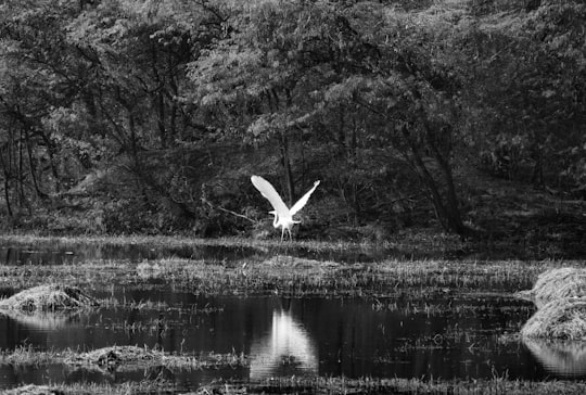 white bird flying over lake in Sultanpur National Park India