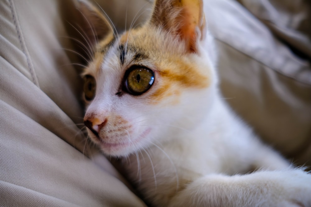 white and orange tabby cat on gray textile