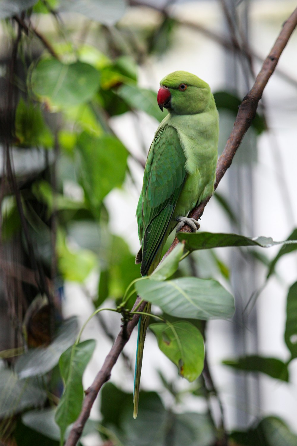 green bird on brown tree branch during daytime