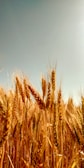 A vibrant field of golden wheat swaying under a clear blue sky at sunrise.