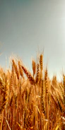 A vibrant animated field of ripening wheat under a clear blue sky
