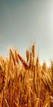 A warm sunrise over golden wheat fields symbolizing fresh beginnings.