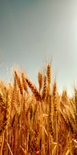 A vibrant field of golden grains ready for harvest under a clear blue sky.