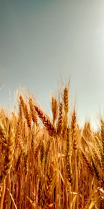 A vibrant field of golden grains ready for harvest under a clear blue sky.