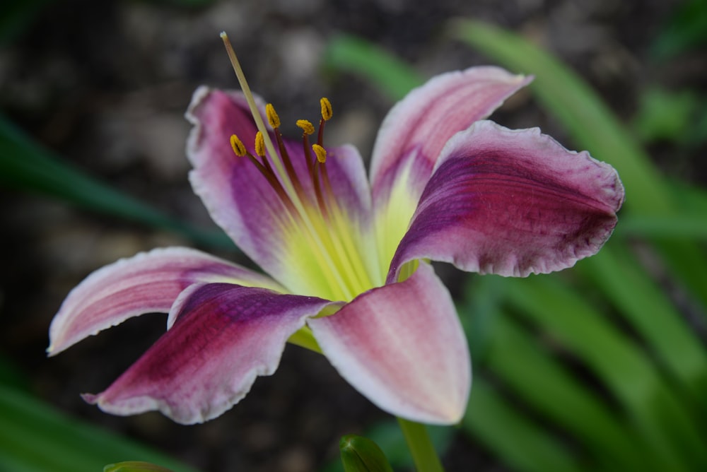 purple and white flower in macro shot