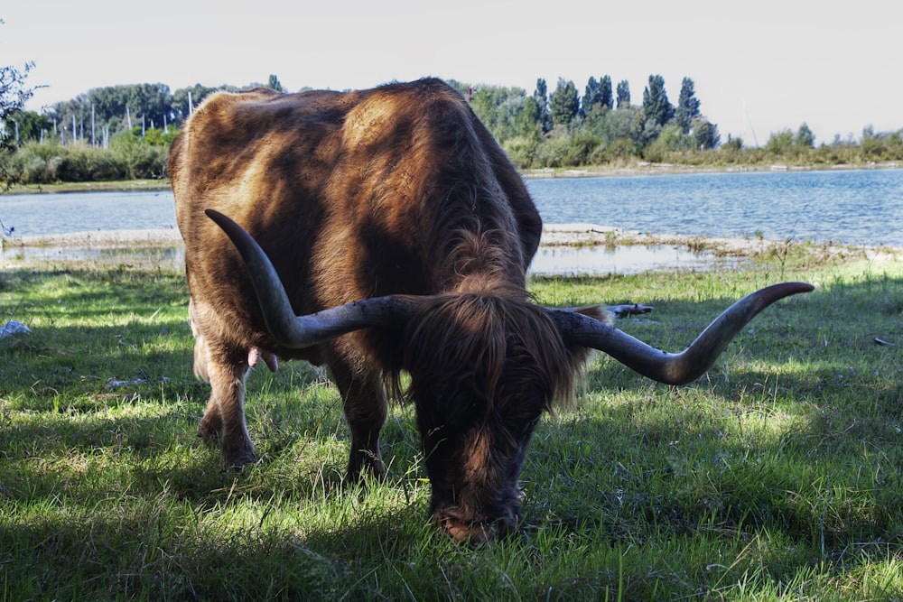 brown cow on green grass field during daytime