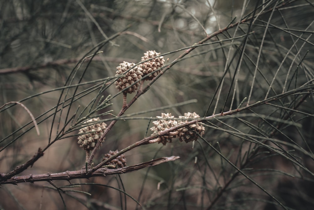 brown and white flower in tilt shift lens