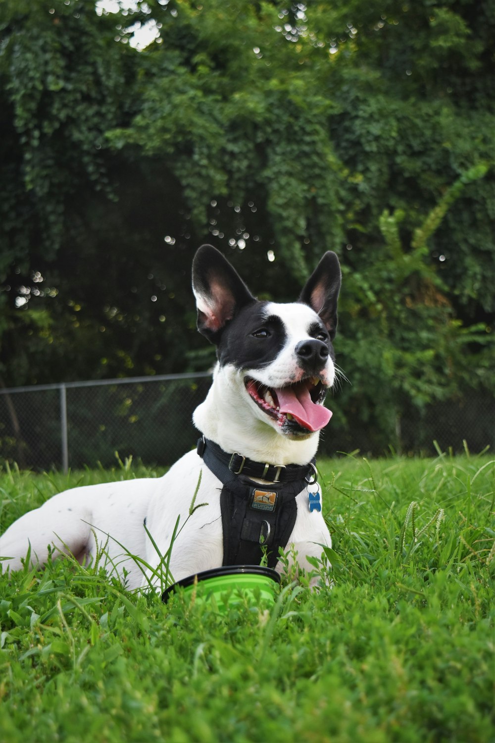 white and black short coated dog on green grass field during daytime