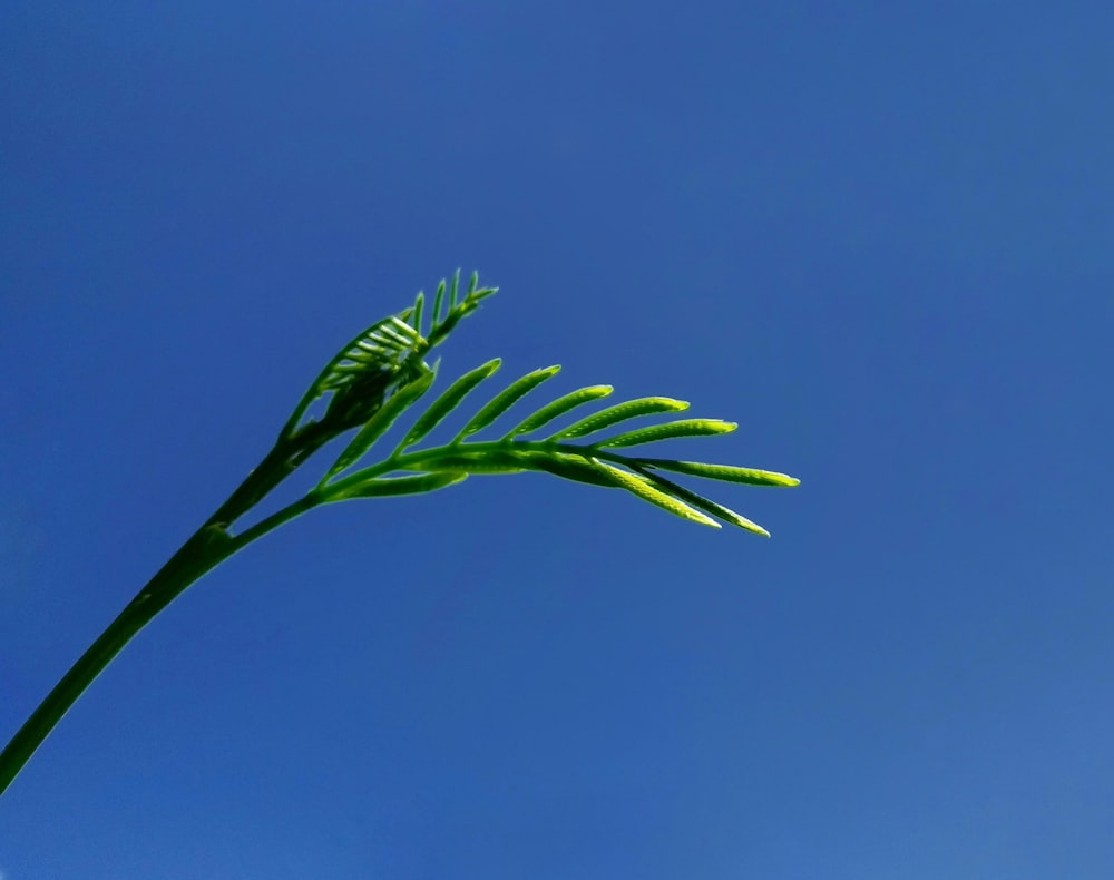 green leaf plant under blue sky during daytime