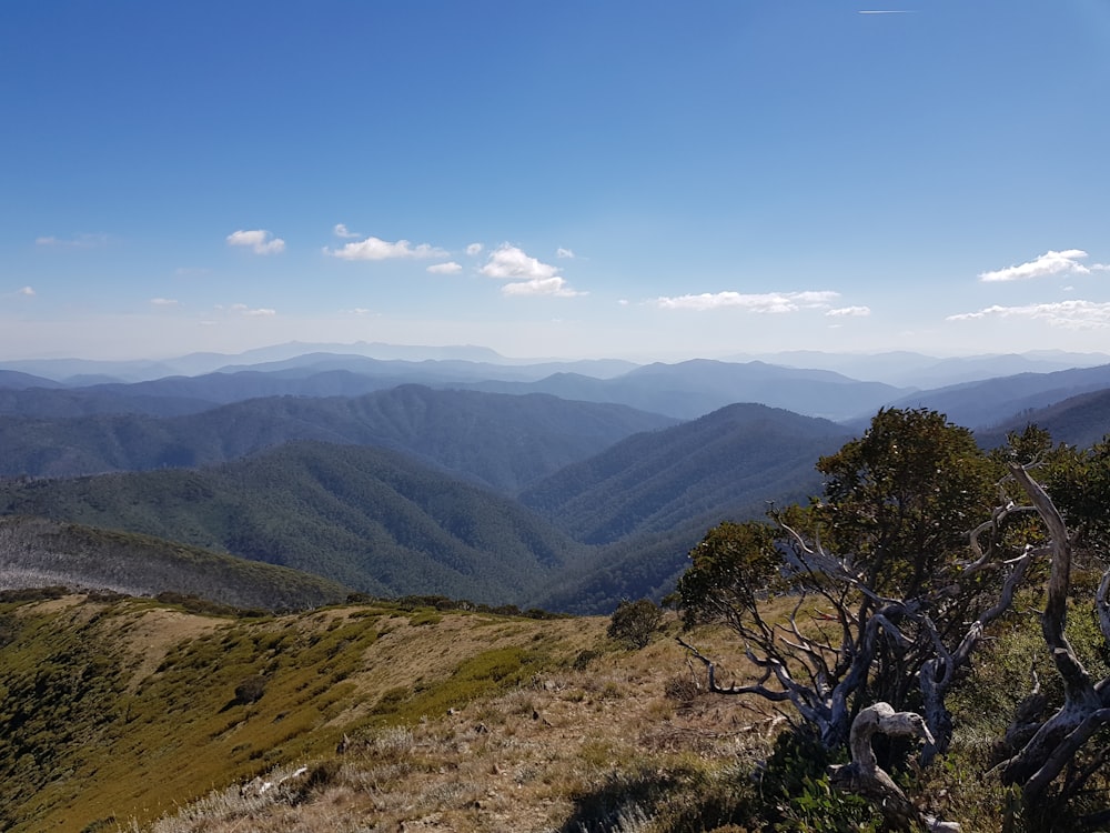 昼間の青空の下、山の緑の木々