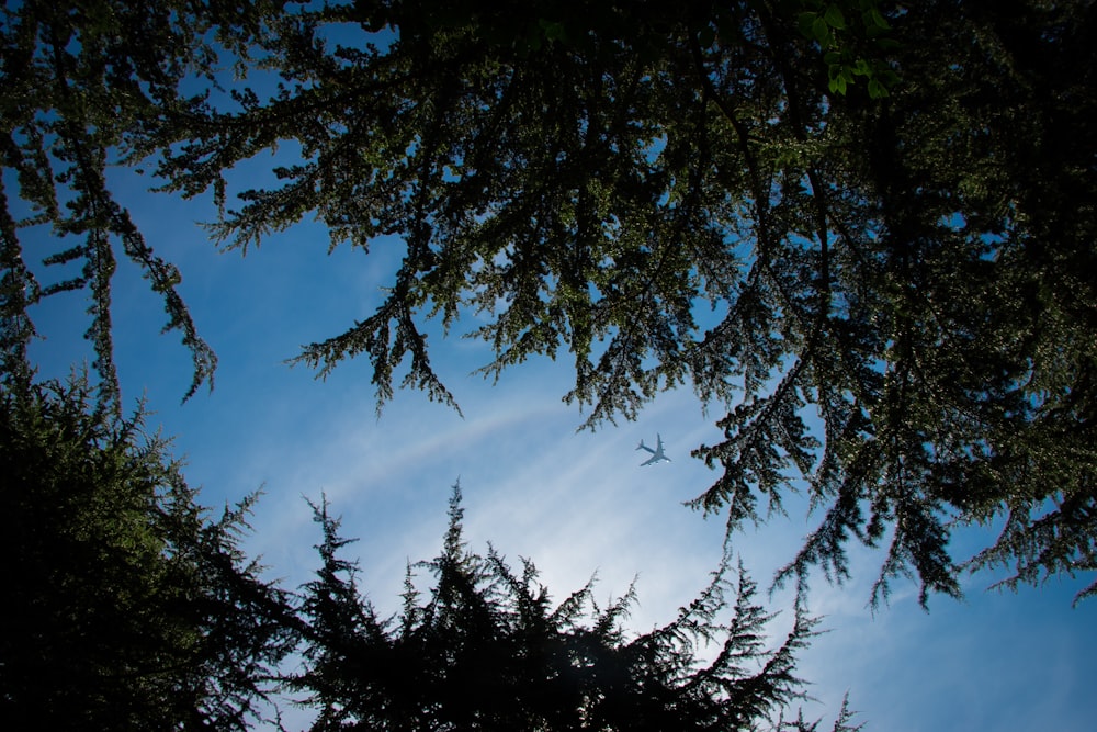 green trees under blue sky during daytime