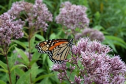 monarch butterfly perched on pink flower in close up photography during daytime