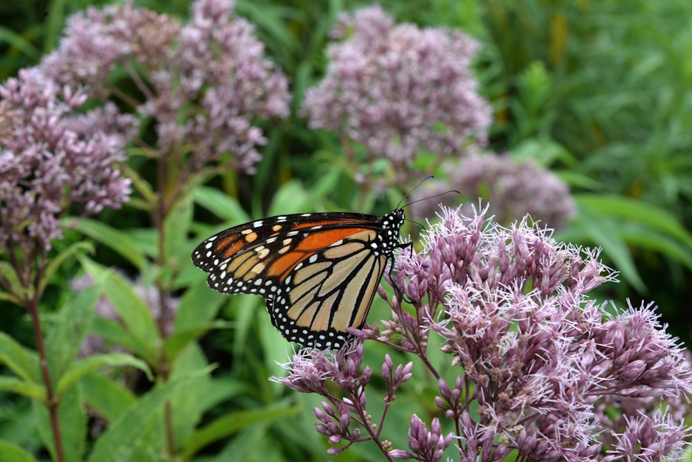 monarch butterfly perched on pink flower in close up photography during daytime