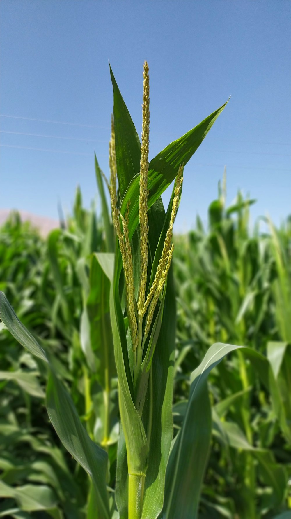 green wheat field during daytime