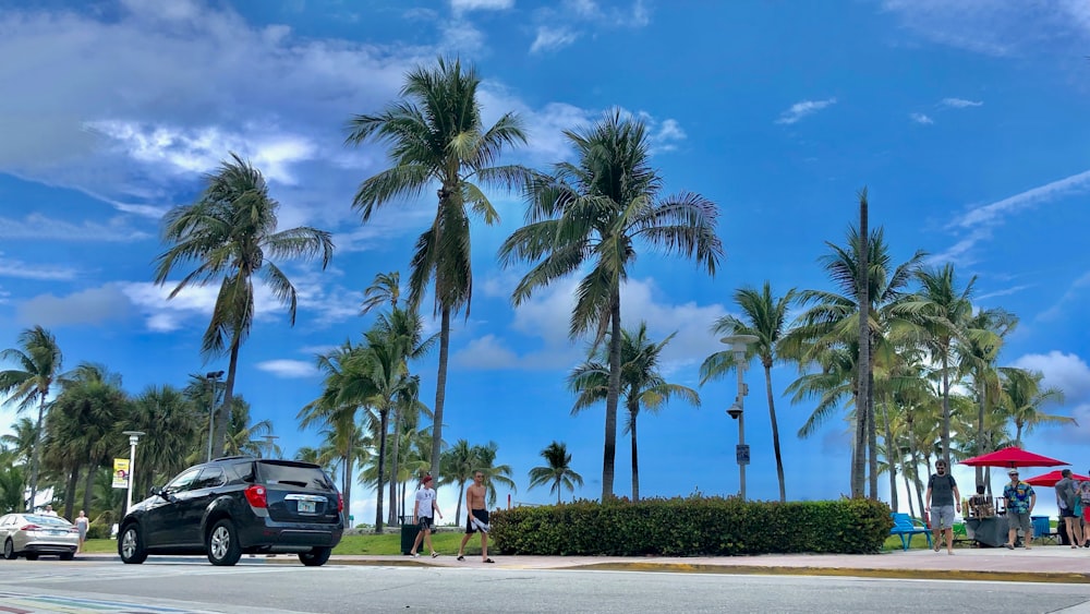 black suv parked near palm trees during daytime