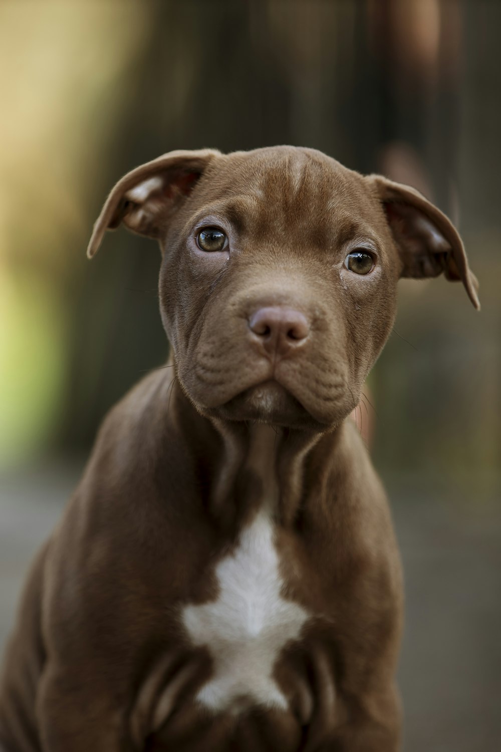 brown short coated medium sized dog