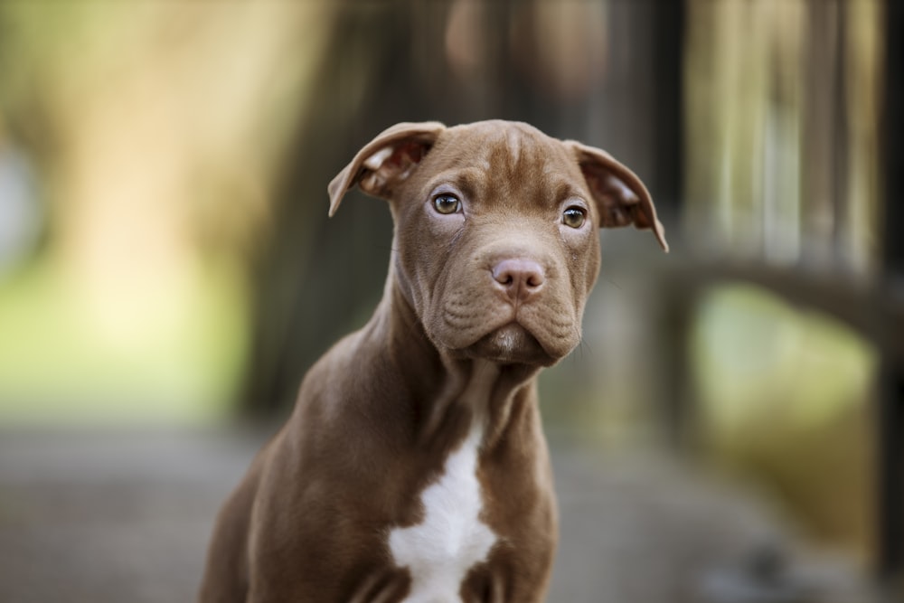 brown and white american pitbull terrier mix puppy