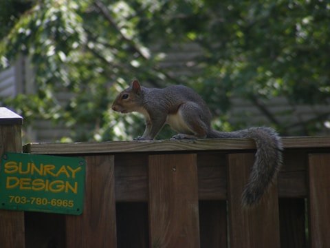 A squirrel is perched on a wooden fence in a garden-like setting. The background is filled with greenery and trees, suggesting a natural habitat. There is a sign on the fence reading 'SUNRAY DESIGN' with a phone number.