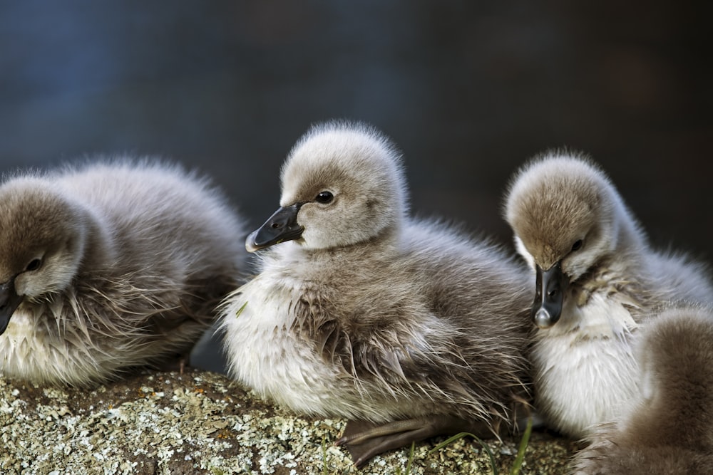 Dos patitos sobre hierba verde