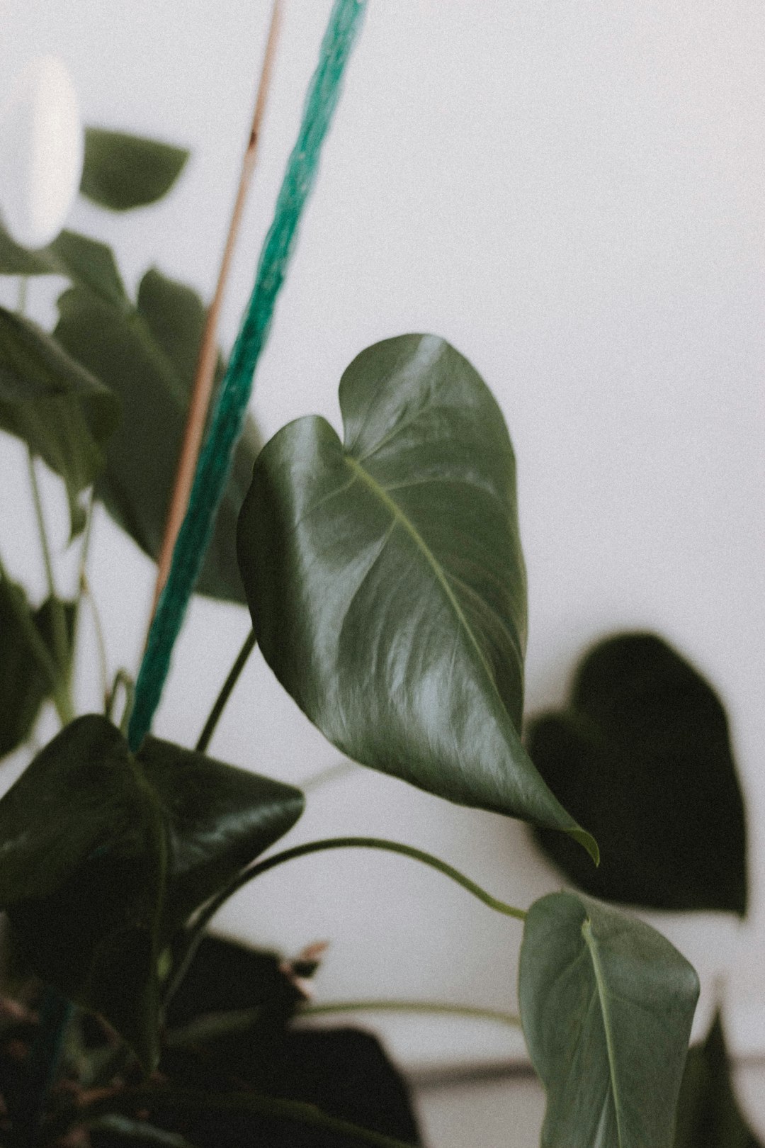 green leaf plant near white wall