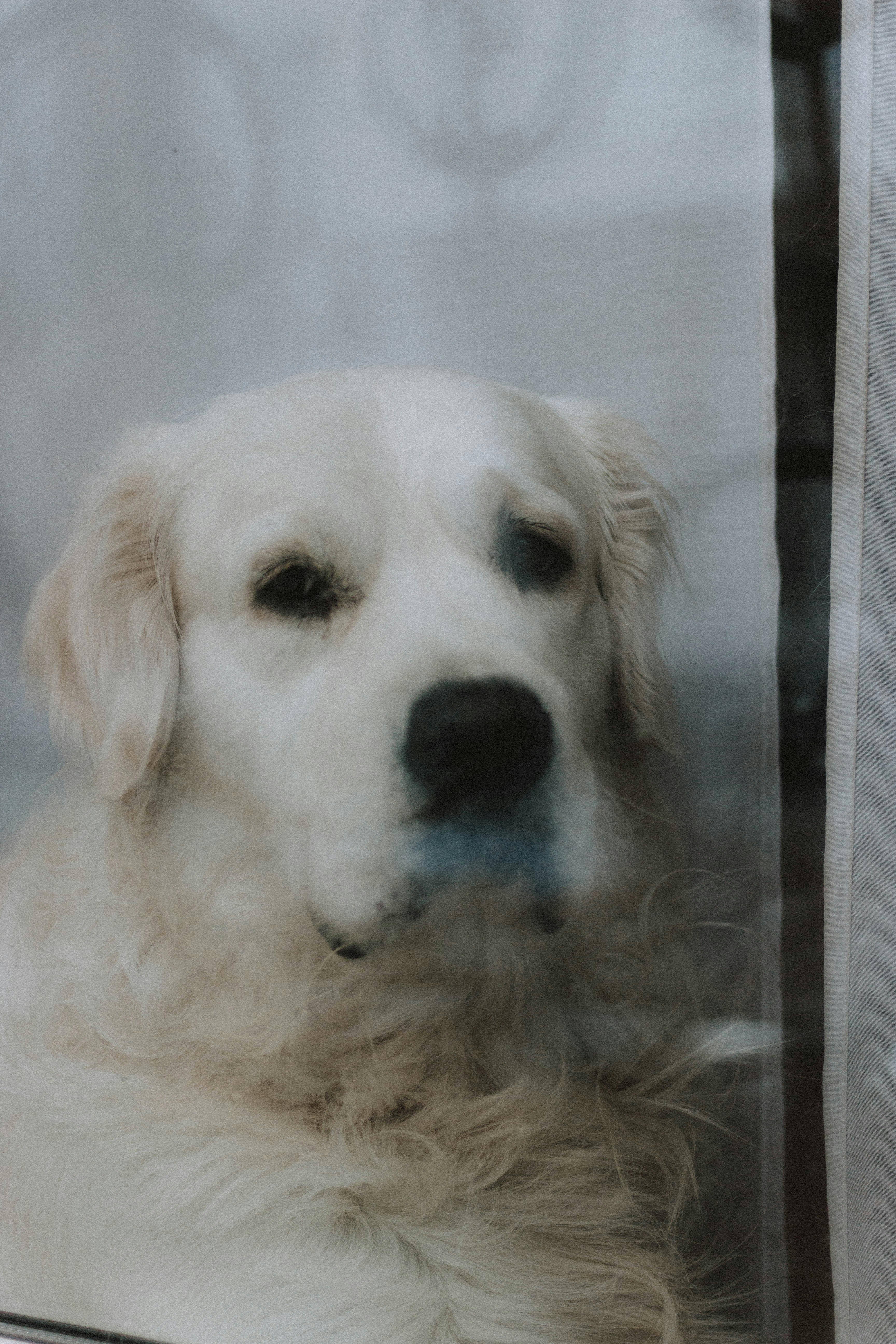 טיפול עם כלבנות טיפולית באזור המרכז | דניאל מנשה