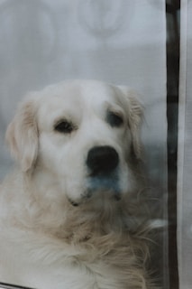 A serene golden retriever resting peacefully beside a softly lit window, capturing a quiet moment of trust and calm.