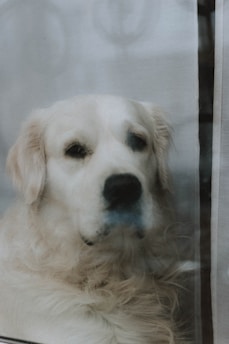 A serene golden retriever resting peacefully beside a softly lit window, capturing a quiet moment of trust and calm.