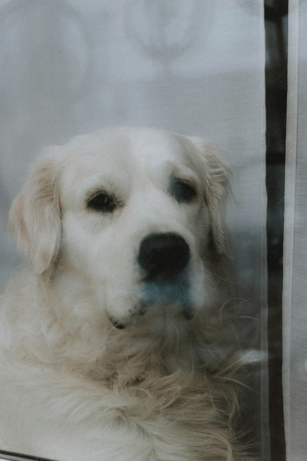 white short coated dog on black wooden frame